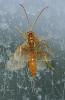 Theronia atalantae